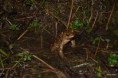 /album/amphibiens/bufo-bufo-jpg/